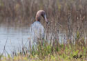 Egretta rufescens